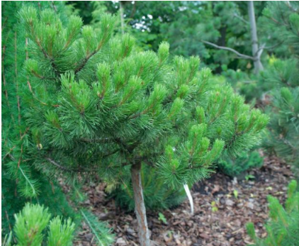 雪松木價格：三大松木的常識你了解多少？